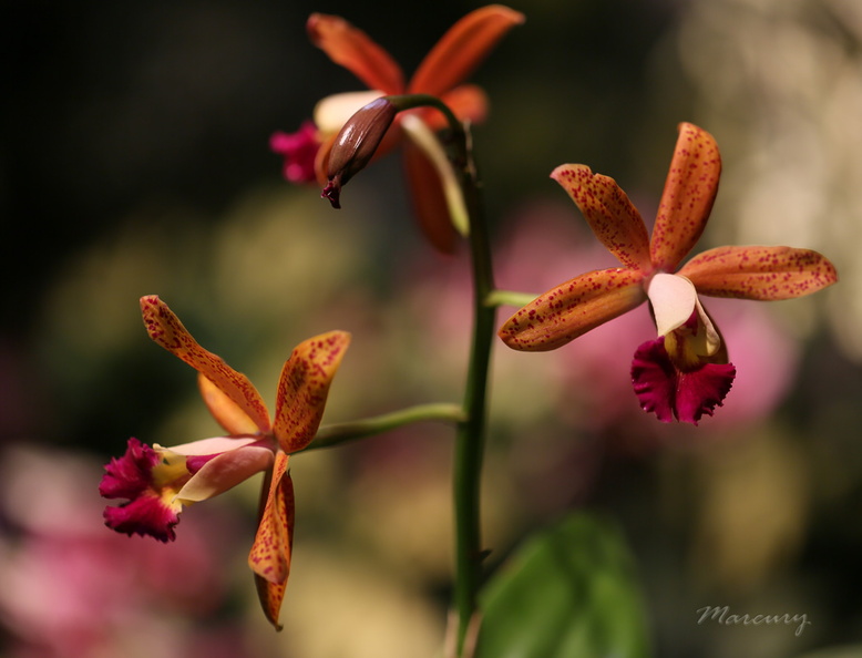 Expo_Orchid_Aulnay-2014_s002.jpg