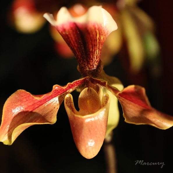 Expo_Orchid_Aulnay-2014_s003.jpg
