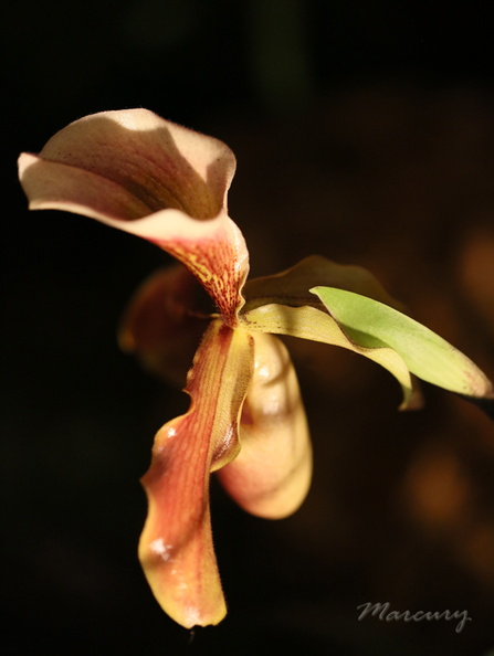 Expo_Orchid_Aulnay-2014_s004.jpg