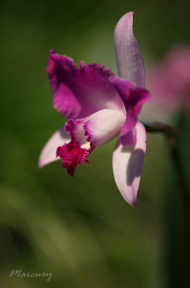 Expo_Orchid_Aulnay-2014_s006.jpg