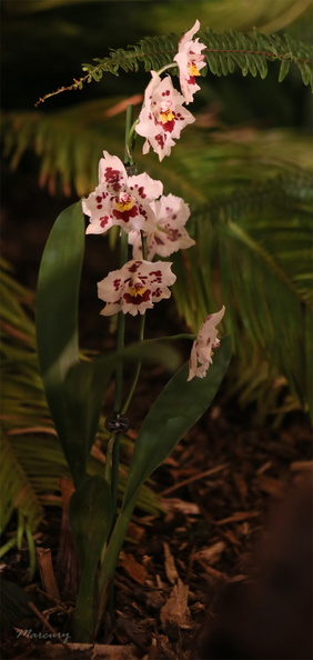 Expo_Orchid_Aulnay-2014_s007.JPG