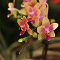 Expo Orchid Aulnay-2014 s010