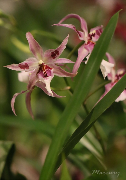 Expo_Orchid_Aulnay-2014_s009.JPG