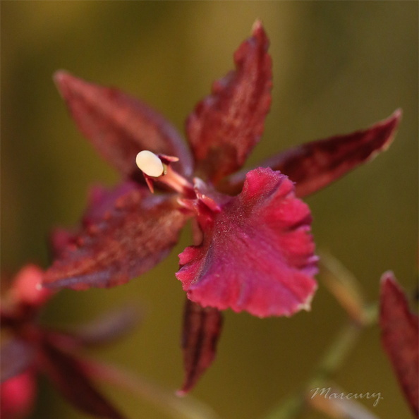 Expo_Orchid_Aulnay-2014_s011.JPG