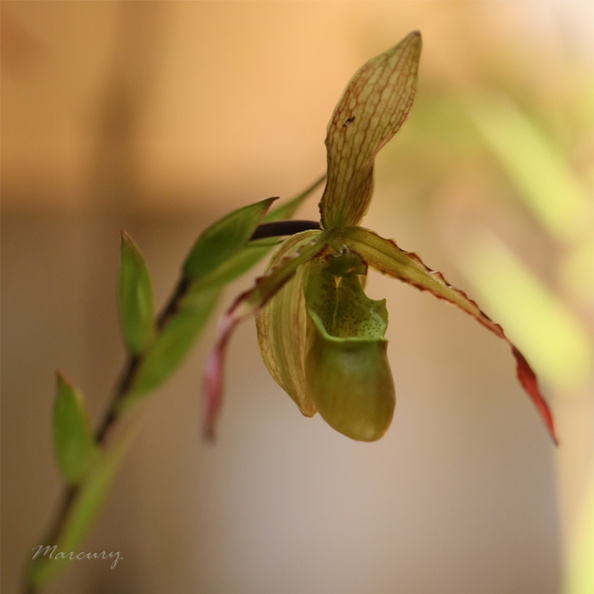 Expo_Orchid_Aulnay-2014_s014.JPG