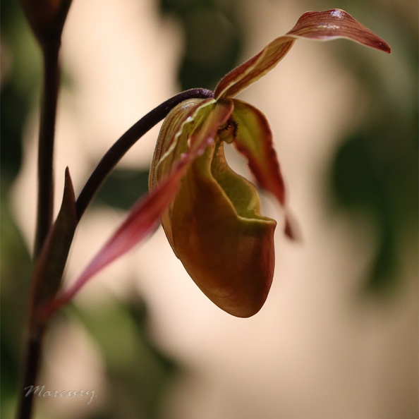 Expo_Orchid_Aulnay-2014_s015.JPG