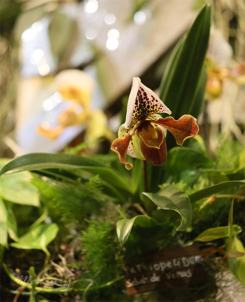 Expo_Orchid_Aulnay-2014_s016.JPG