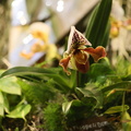 Expo Orchid Aulnay-2014 s016
