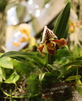 Expo Orchid Aulnay-2014 s016