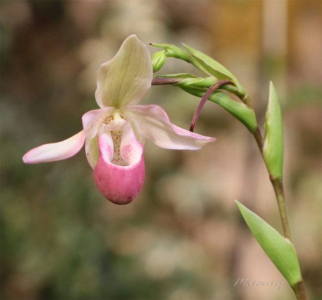 Expo_Orchid_Aulnay-2014_s017.JPG