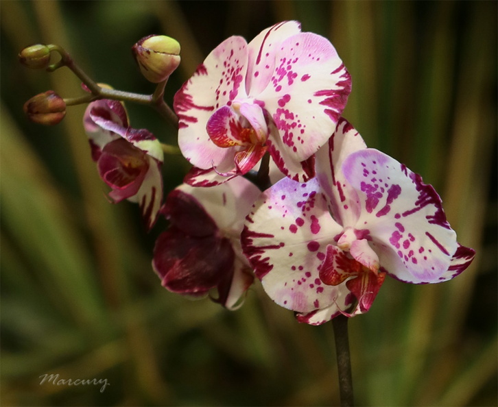 Expo_Orchid_Aulnay-2014_s018.JPG