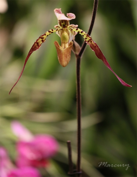 Expo_Orchid_Aulnay-2014_s019.JPG