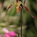 Expo Orchid Aulnay-2014 s019