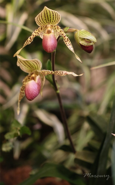 Expo_Orchid_Aulnay-2014_s020.JPG