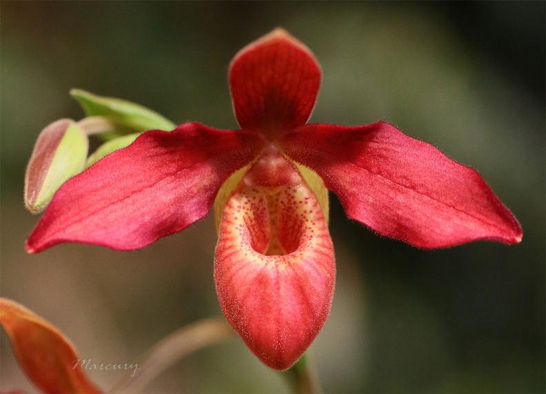 Expo_Orchid_Aulnay-2014_s030.JPG