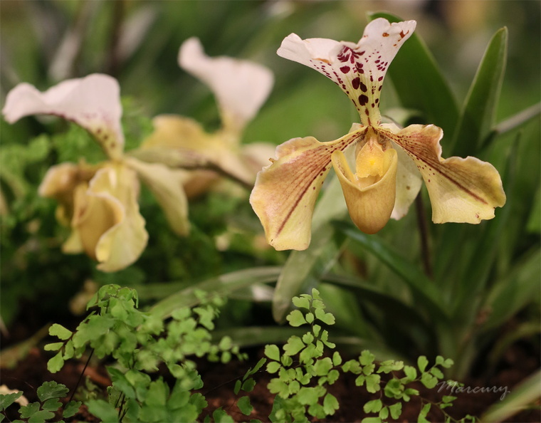 Expo_Orchid_Aulnay-2014_s031.JPG