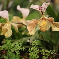 Expo Orchid Aulnay-2014 s031
