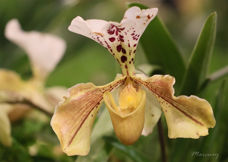 Expo_Orchid_Aulnay-2014_s032.JPG