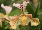 Expo Orchid Aulnay-2014 s032