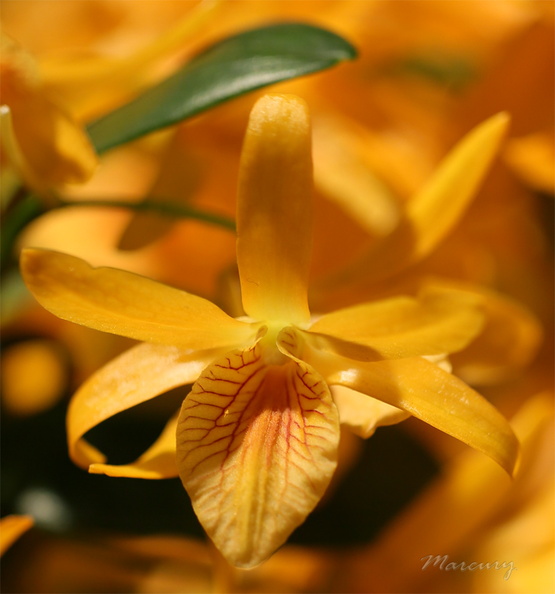 Expo_Orchid_Aulnay-2014_s034.JPG