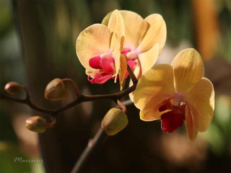 Expo_Orchid_Aulnay-2014_s035.JPG