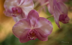Expo Orchid Aulnay-2014 s036