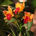 Expo Orchid Aulnay-2014 s038