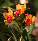 Expo Orchid Aulnay-2014 s038