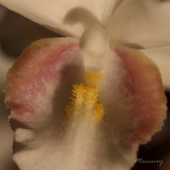 Expo_Orchid_Aulnay-2014_s041.JPG