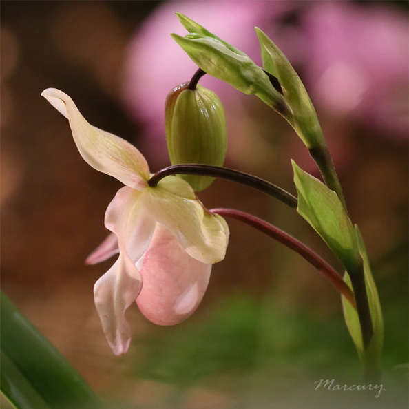 Expo_Orchid_Aulnay-2014_s042.JPG
