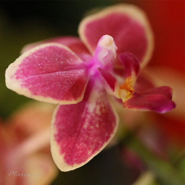 Expo_Orchid_Aulnay-2014_s043.JPG