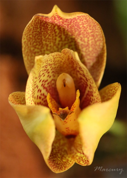 Expo_Orchid_Aulnay-2014_s044.JPG