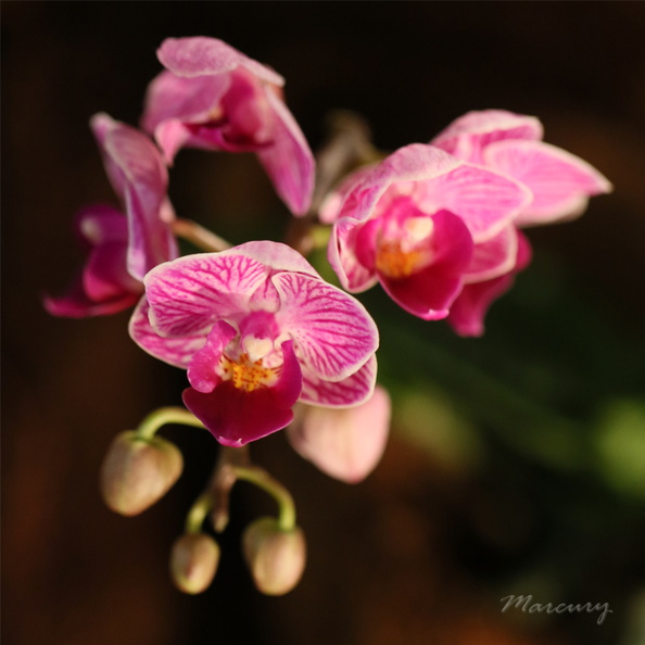 Expo_Orchid_Aulnay-2014_s045.JPG