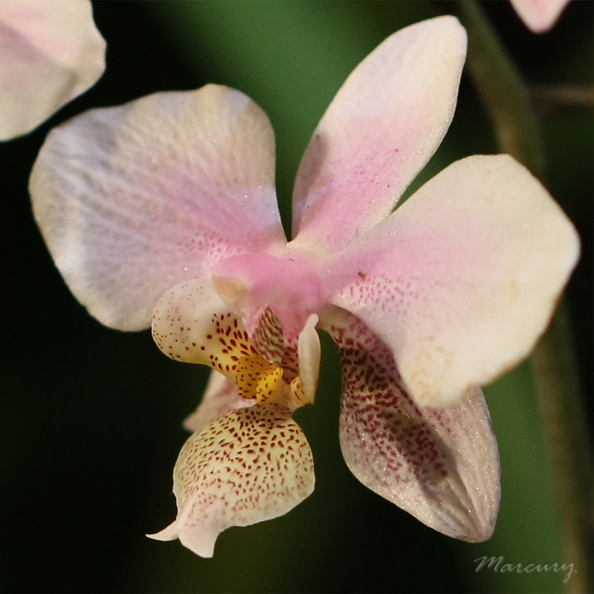 Expo_Orchid_Aulnay-2014_s048.JPG
