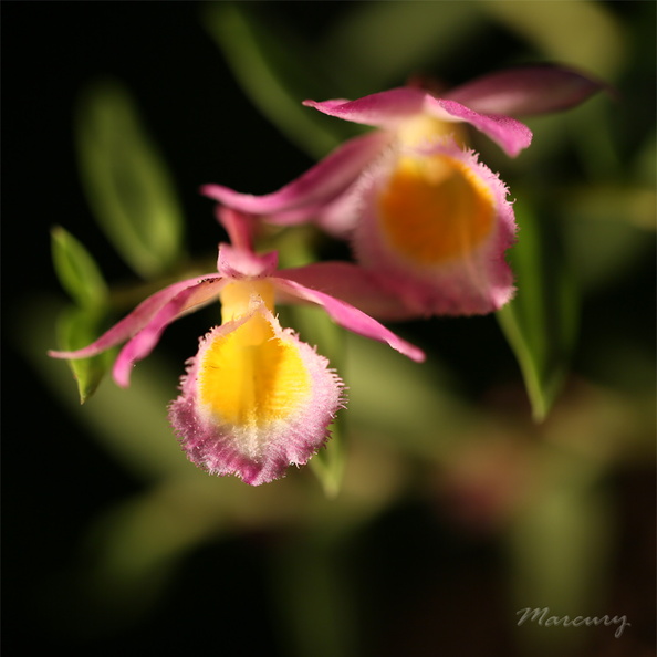 Expo_Orchid_Aulnay-2014_s047.JPG