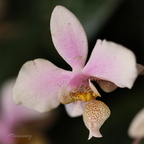 Expo Orchid Aulnay-2014 s049