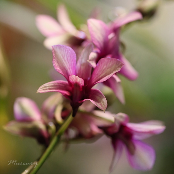 Expo_Orchid_Aulnay-2014_s050.JPG