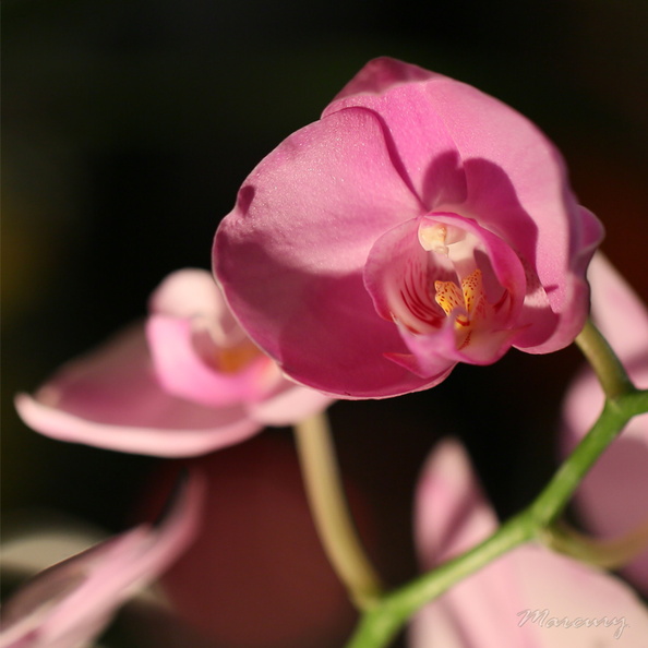 Expo_Orchid_Aulnay-2014_s051.JPG