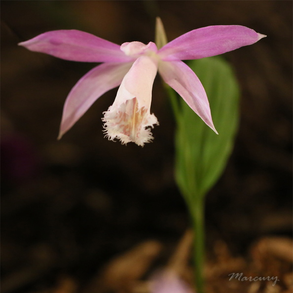 Expo_Orchid_Aulnay-2014_s053.JPG