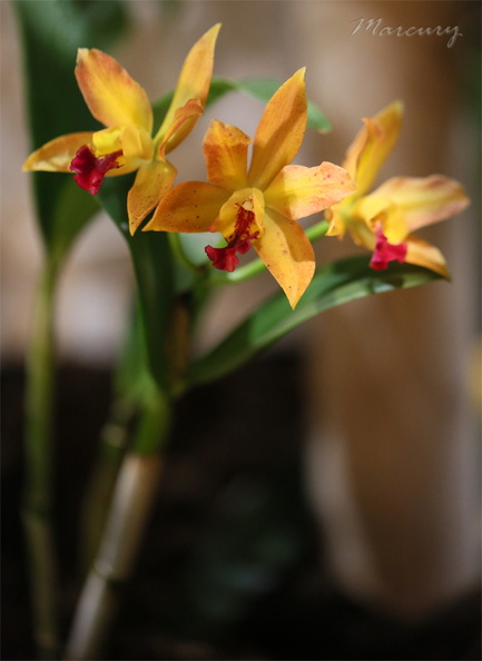 Expo_Orchid_Aulnay-2014_s057.JPG
