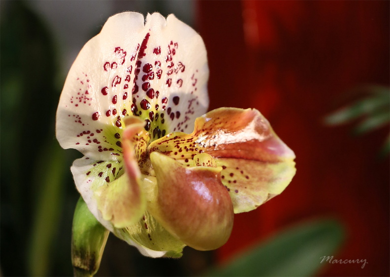 Expo_Orchid_Aulnay-2014_s064.JPG
