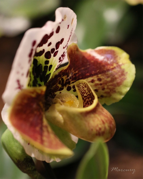 Expo_Orchid_Aulnay-2014_s066.JPG