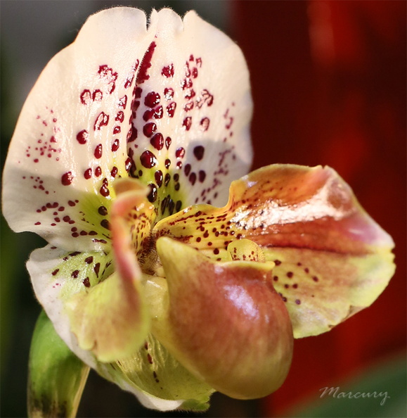 Expo_Orchid_Aulnay-2014_s065.JPG