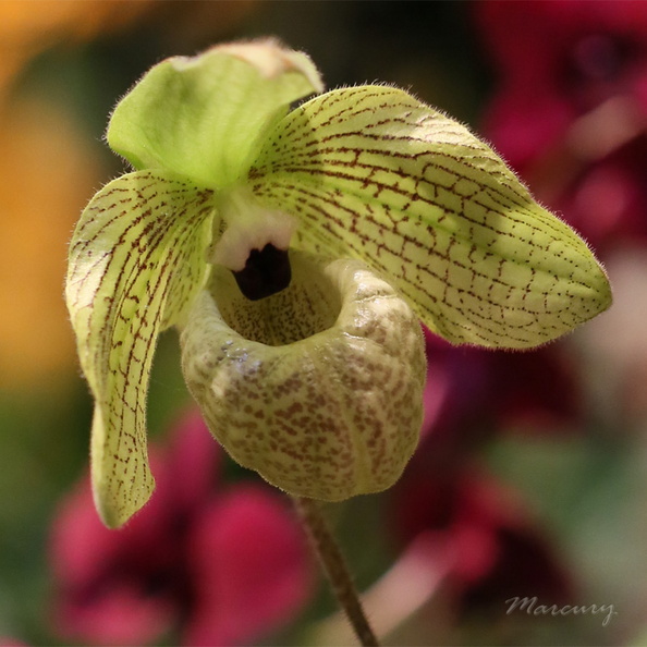 Expo_Orchid_Aulnay-2014_s067.JPG