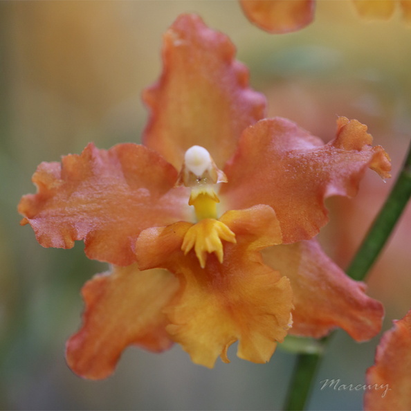 Expo_Orchid_Aulnay-2014_s070.JPG