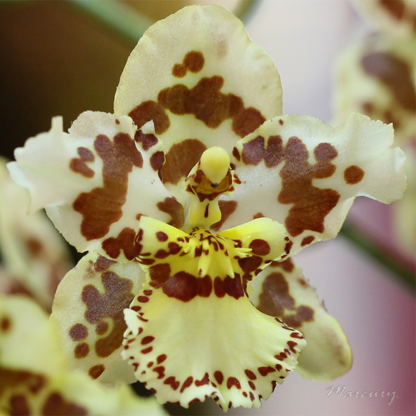 Expo_Orchid_Aulnay-2014_s071.JPG
