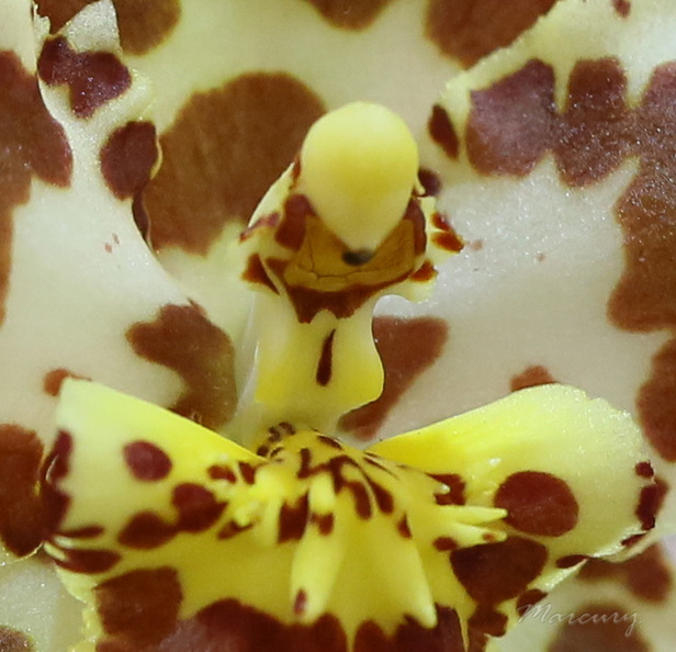 Expo_Orchid_Aulnay-2014_s072.JPG